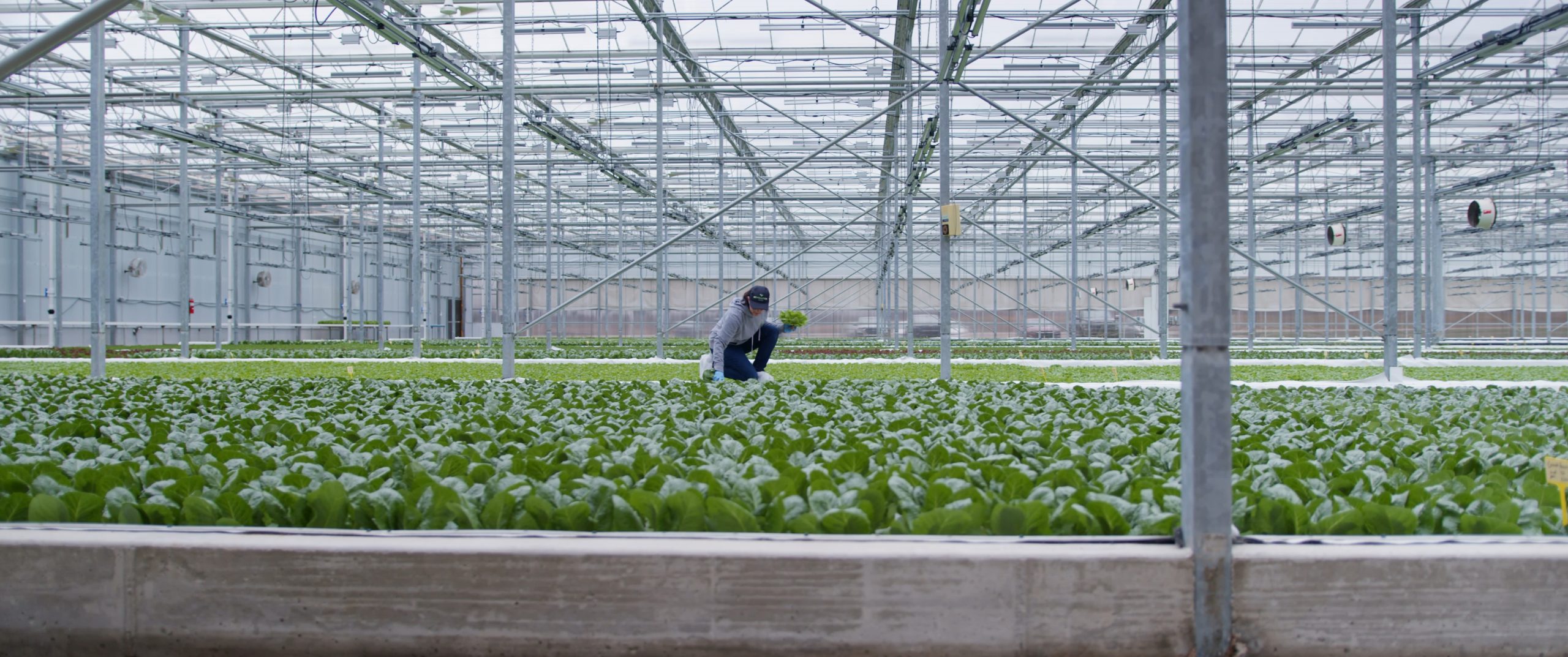 Read more about the article Inside a Hydroponic Farm in West Michigan